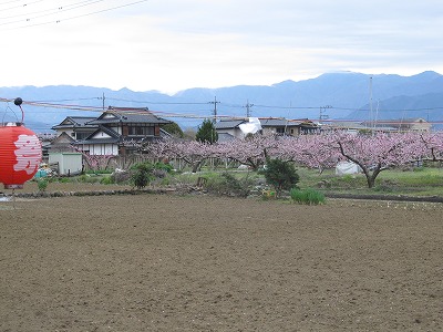 many peach trees around the shrine
