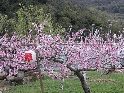 a peach trees