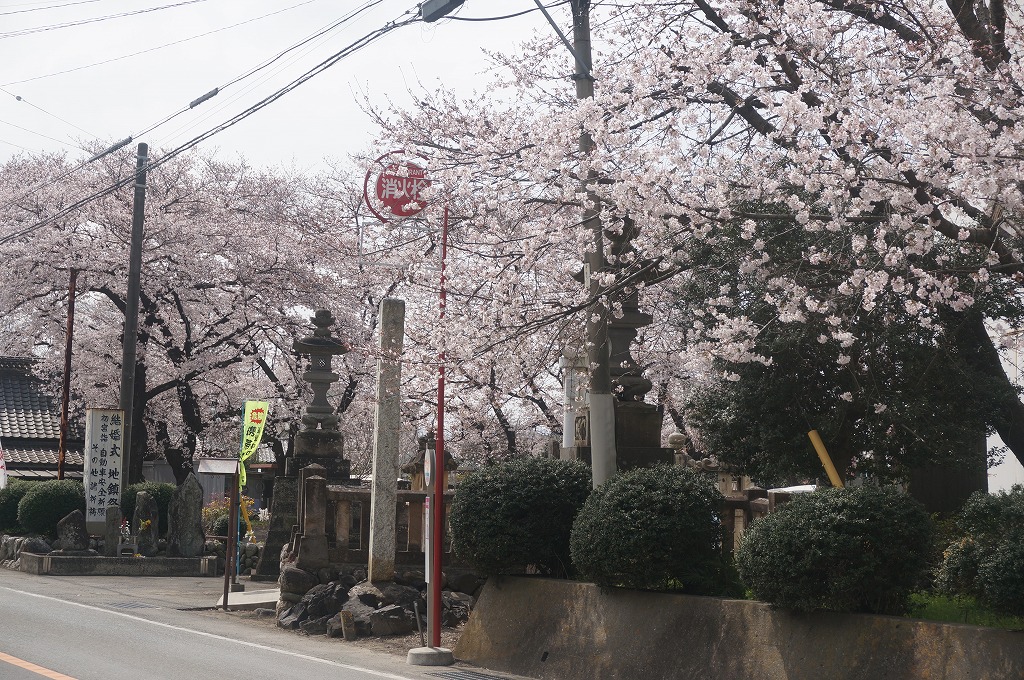 cherry blossoms on the street