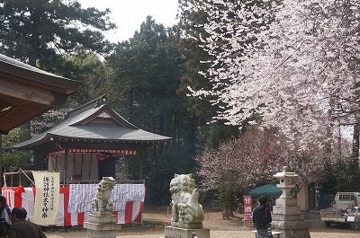 the kagura-den and cherry blossoms